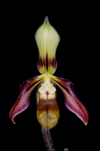 Paphiopedilum sangii Lulu  HCC/AOS 76 pts.